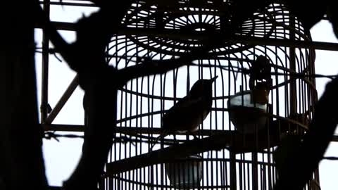 Beautiful song of oriental magpie Robin