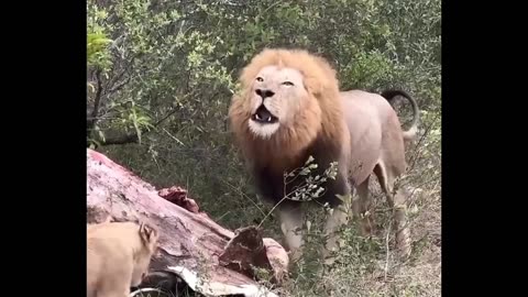 male lion shares with his cubs 🦁