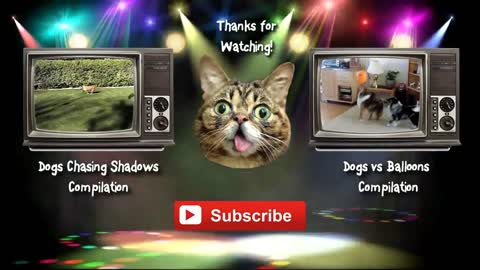 cats funny videos vs balloons