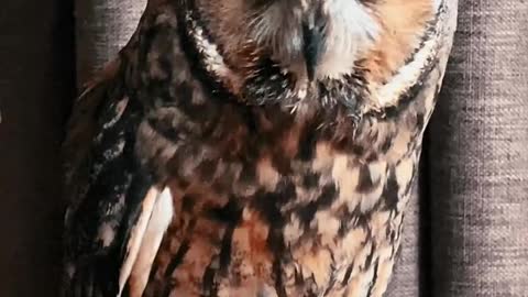 Aren't Owls The Cutest? - Funny Owl Video | Pets Town