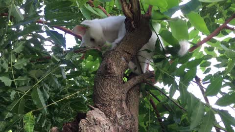 Cat Stuck On Tree