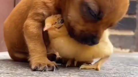 Chicken and Cute Little Dog