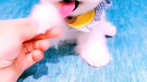 Jaanu dogfunny video doghard #dogfunny #dogfunnyvideo #dogviral #funnuvideos