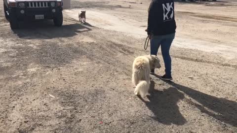 This large terrified dog cowered in fear until a dog trainers came to his rescue.