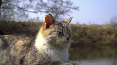 A cat of beautiful three-color color. Outdoors in the grass resting