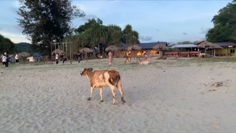 A cow found on a beach in Kota Kinabalu.