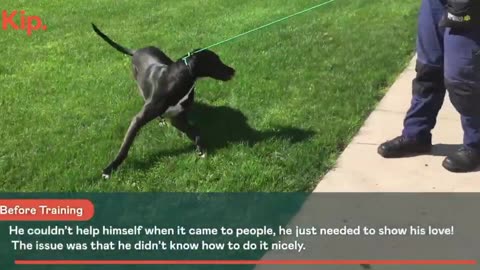 Dog training video