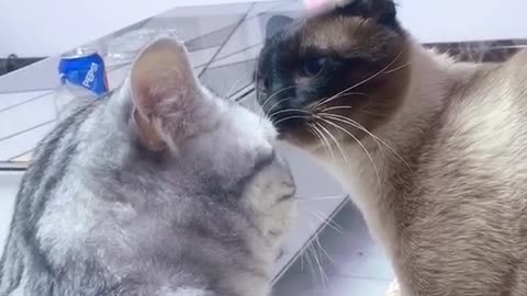 Two cats fighting