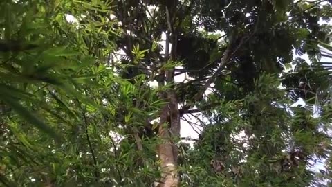 7 YEAR OLD boy climbs 30 meter tree to get down one of the RAREST FRUITS in the world