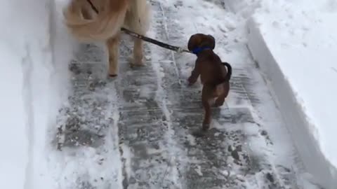 Golden retriever pulling leash of small brown dog