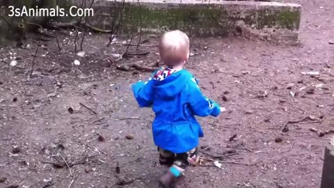 TRY NOT TO LAUGH MOST Crazy Chicken Trolling Babies and Kids 🐣🐥🐤 Funny Babies and Pets