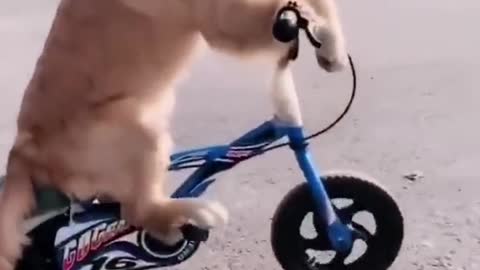 dog riding a bicycle ( very funny)