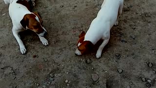 Jack Russell funny