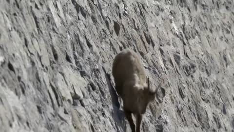 Goat mother protect her baby from snow leopard hunting.