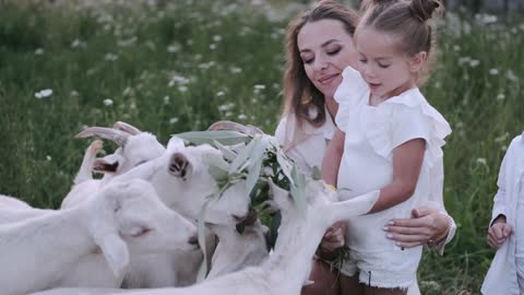 Mother & Babies Playing With White Cute Goats