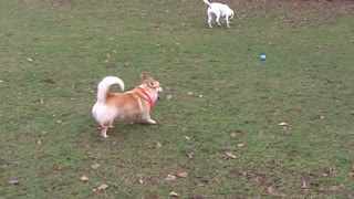 Corgi Marshall with Phoebe.