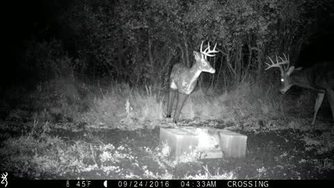 Montana Whitetail Buck Destroys Decoy