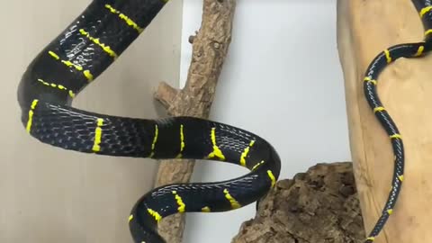 King Cobra Snake | Black cobra