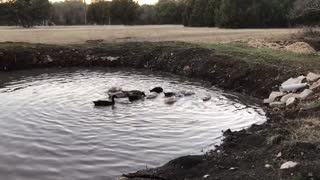 Duck nuggets enjoying the pond