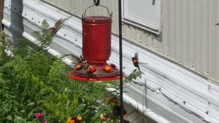 Crazy hummingbirds