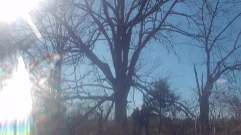 Reclaiming a giant oak tree