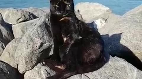 Adorable cat seating on tip of the rock