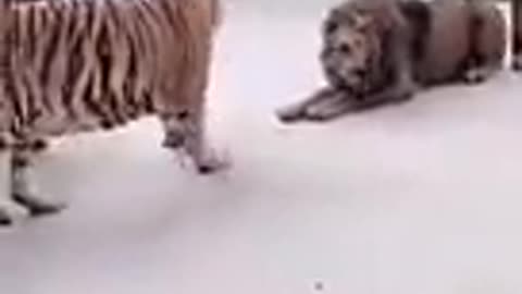 Lion King Lion Fight Jungle Raja Tiger Jeetpuria Janab #Shorts #lion..