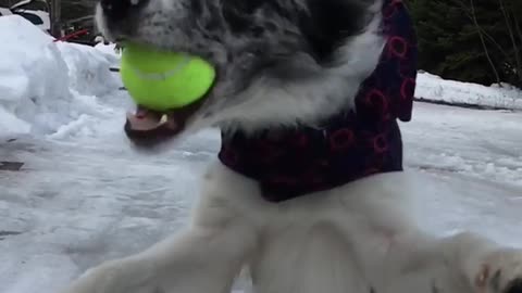 Collab copyright protection - dog catches tennis ball