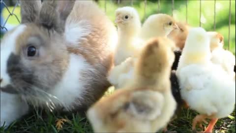 Newborn Chickens And Easter Bunny In Warm Tones On Grass Field On Green Background