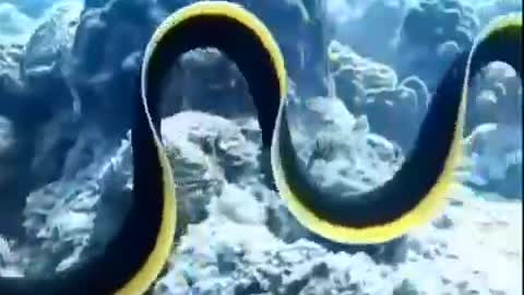 This is the most beautiful sea snake I've ever seen