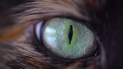 Cateye Animal Eye Look Sight