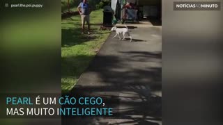 Cão cego usa o faro para encontrar sua dona