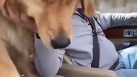 funniest cute puppy dog funny Vedios