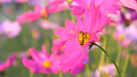 Slow motion of flying worker bee collecting nectar and help pollinate cosmos flower