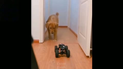 Dog got fear with toy 😂😂 Must watch expression