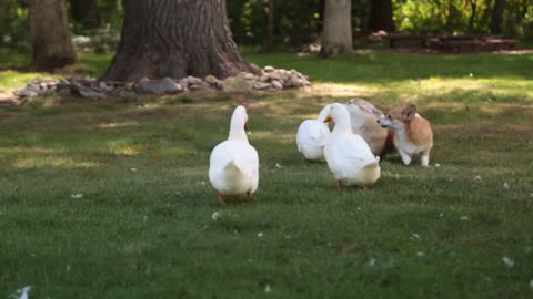 fun with corgis...and ducks