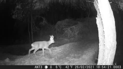 A young deer walking in the forest at night (Provence nature camera)