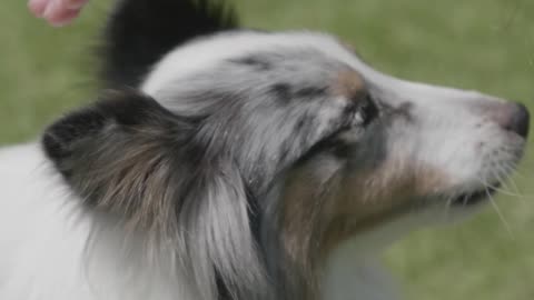 Giving A Cat A Toy To Play