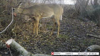 Backyard Trail Cams - Young Deer