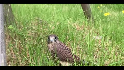 baby owl