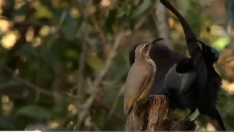 The most beautiful bird Video , the importance of these birds in the beauty of our world is immense