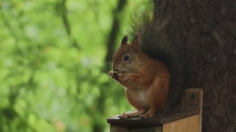 Squirrel's meal - Relaxing music #shorts