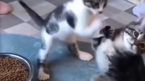 Aww so cute funny cat dog videos 2021 ❤ #shorts