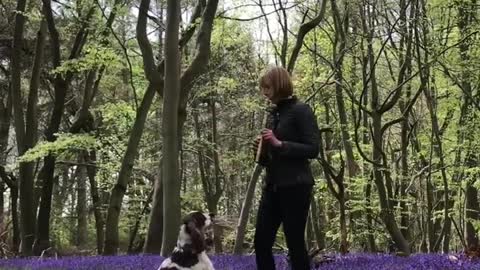 Dog dances to Rhythm of flute played by women in front of the.....