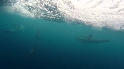 Pod of Dolphins Swimming Alongside Boat