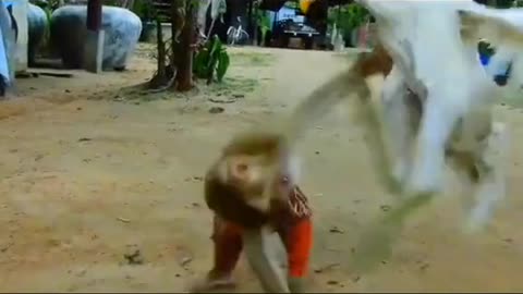 Monkey vs Crane commedy fight