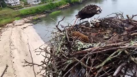 Saving an Osprey