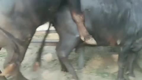 Animal crose gender xxxx se ya sirf ek video hai short video