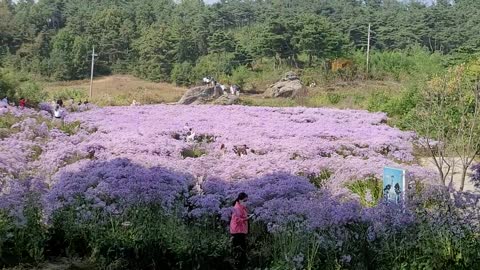 Korea temple flower