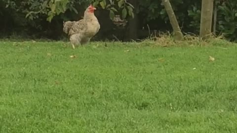 Chicken Goes Bobbing For Apples In Anticipation Of Halloween